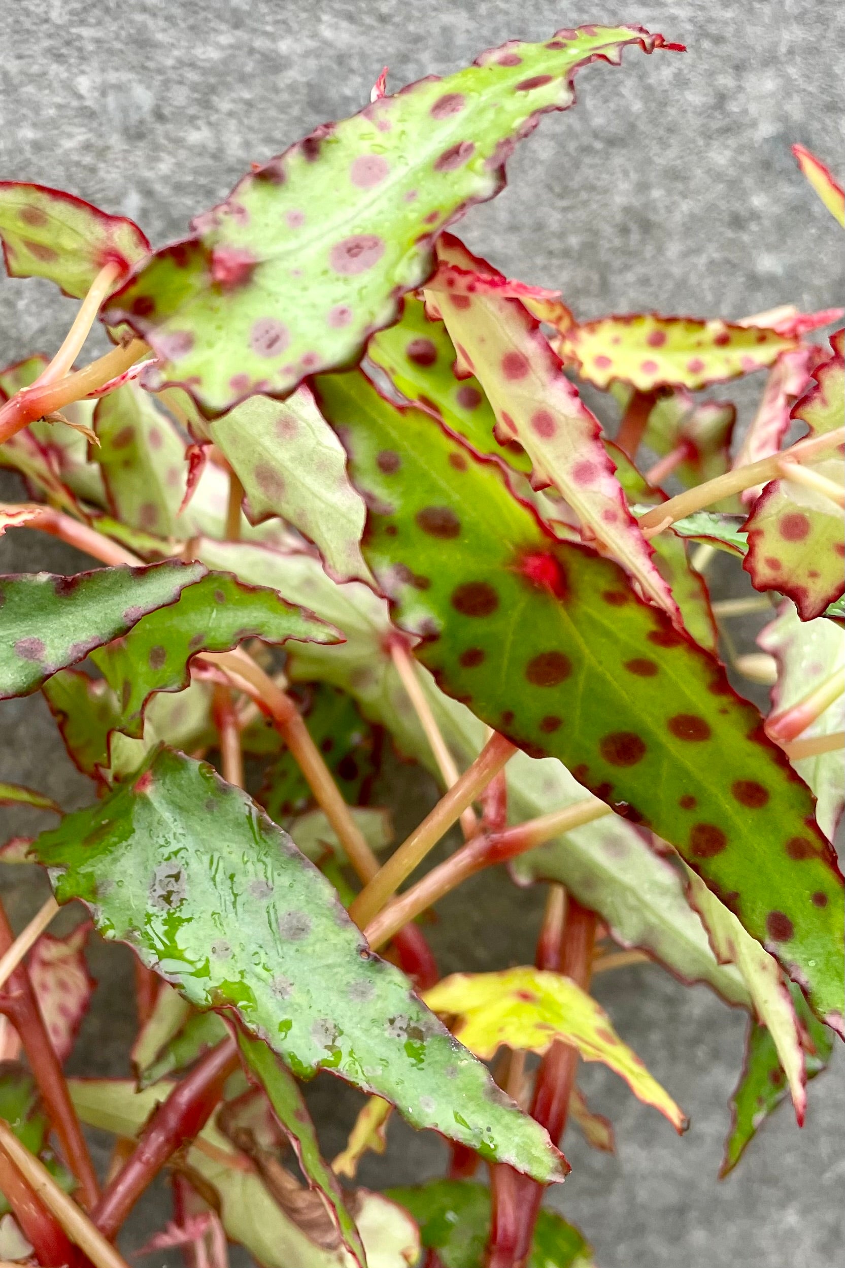 Begonia Amphioxus 4