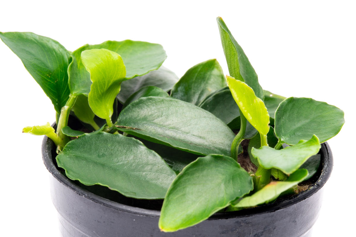 Anubias Nana Long Wavy Live Aquarium Plant - Easy Low Light Freshwater Aquatic Plant for Fish Tanks, Aquascaping & Nano Tanks