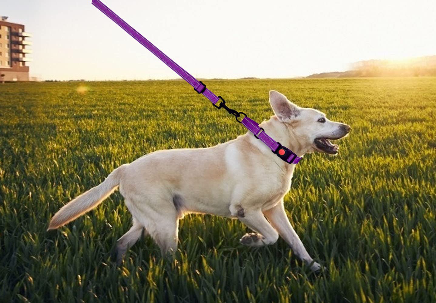 Martingale Dog Collar and Leash Set - Reflective Adjustable Training Collar for Small, Medium & Large Dogs (Purple, Large) - Perfect for Walking, Training & Nighttime Safety