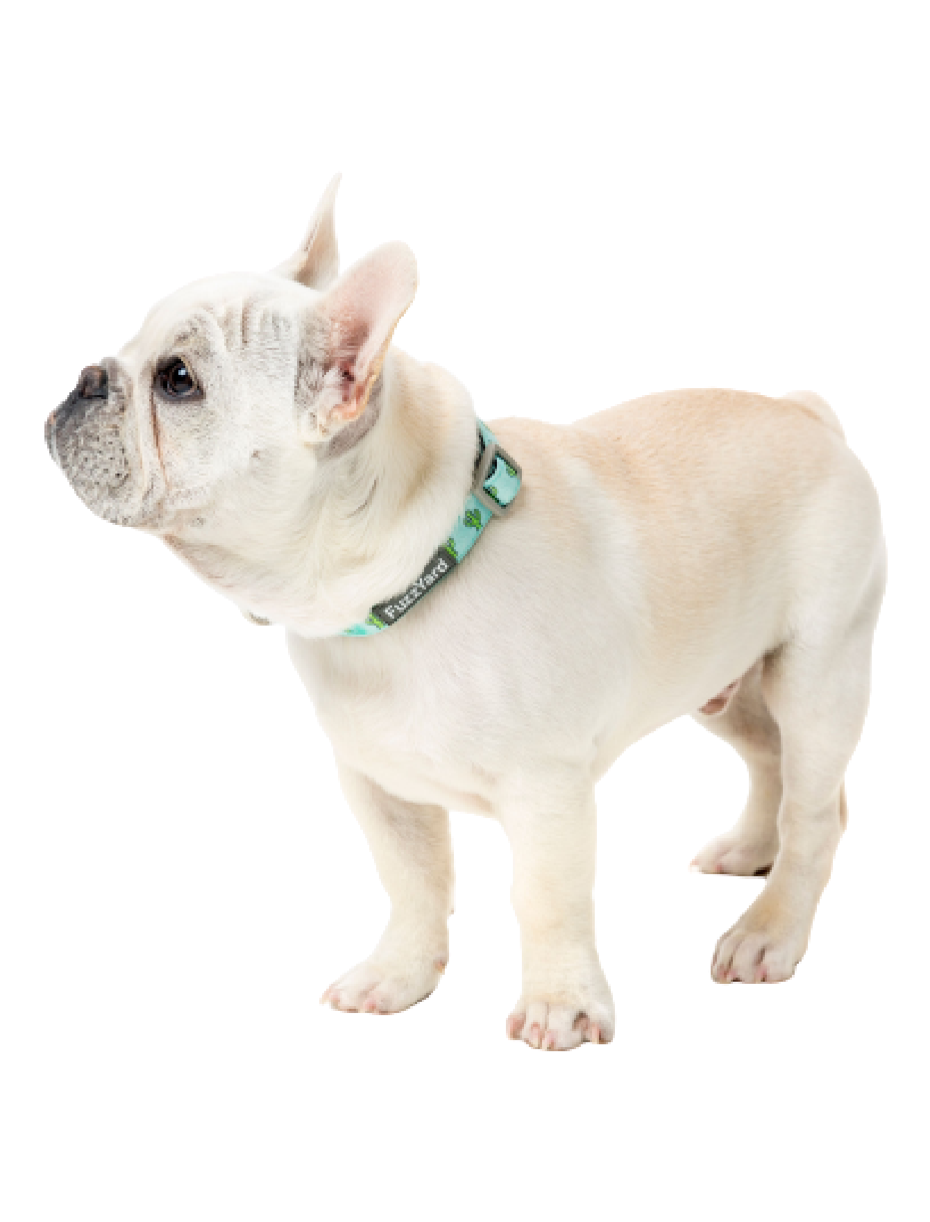 Fuzzyard Tucson Pet Dog Collar - Adjustable Nylon Collar with Metal Buckle for Small, Medium, Large Dogs - Perfect for Walking, Training & Outdoor Adventures