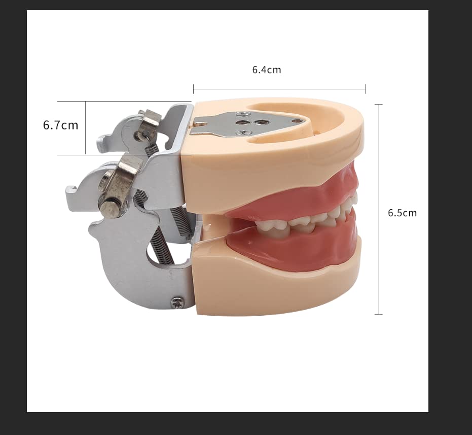 Dental Simulator Manikin Phantom Head with Removable Teeth - Typodont Model for Dental Practice Training & Study (Kids Teeth Model) - Perfect for Dental Students, Professionals & Classroom Education