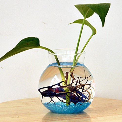 Baoblaze Glass Flower Planter Vase - 6 Inch Terrarium Container for Succulents, Air Plants & Home Decor - Perfect for Windowsill, Office Desk and Indoor Garden Display