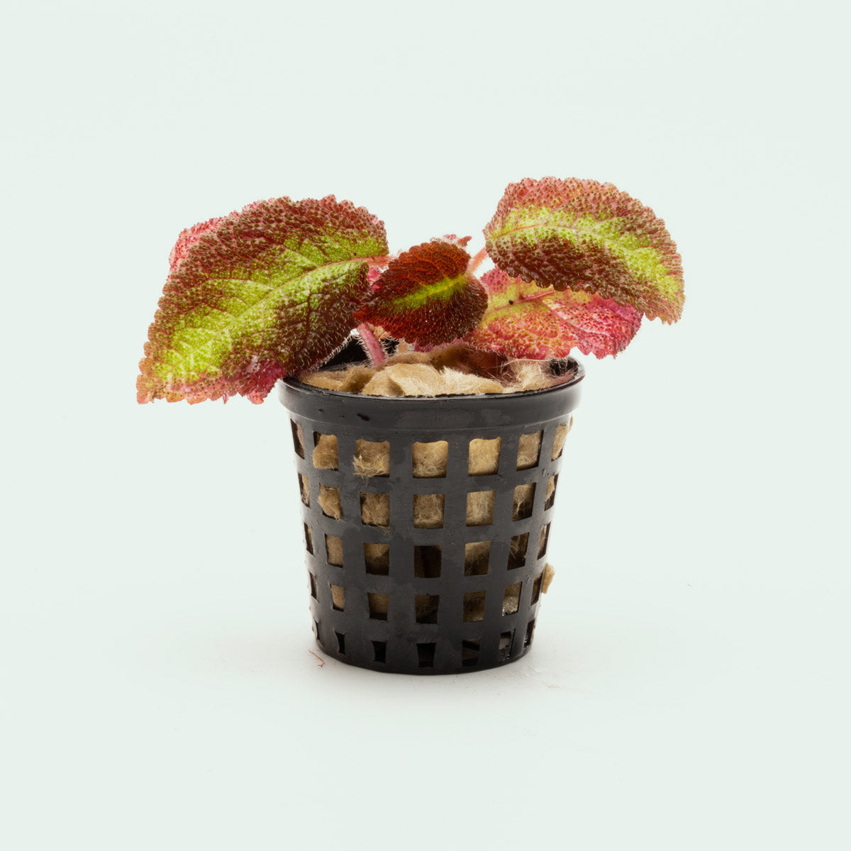 Episcia Emerald Velvet Plant - Live Houseplant for Indoor Decor, Low Light & Shade Gardens - Perfect for Home, Office, or Gift Giving