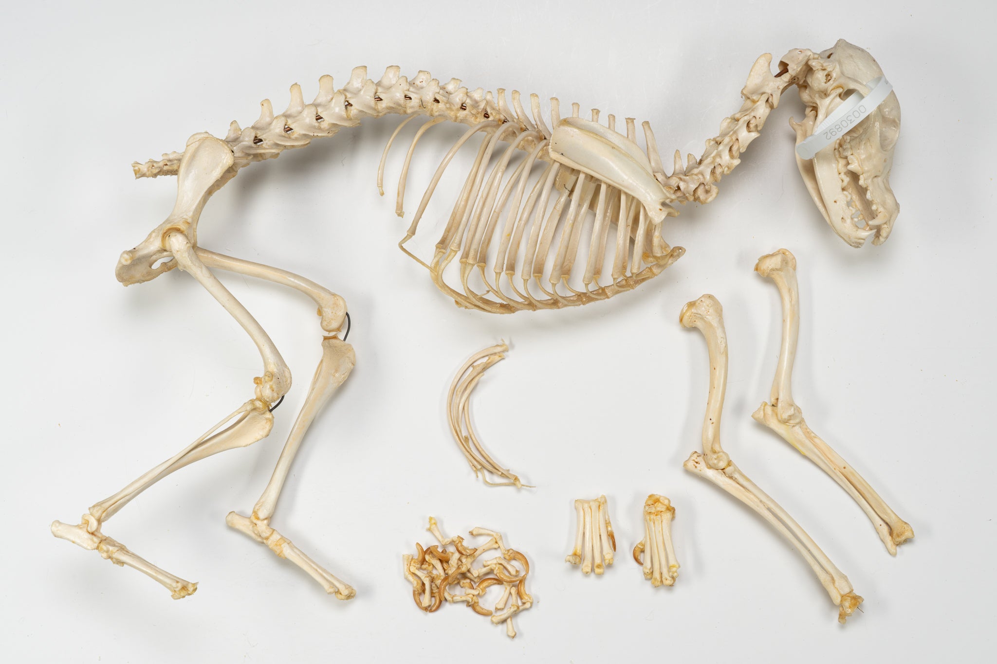 Real Domestic Dog Skeleton - Partially Articulated Canine Specimen for Veterinary Study, Anatomy Education & Taxidermy Display | Perfect for Classrooms, Labs & Natural History Collections