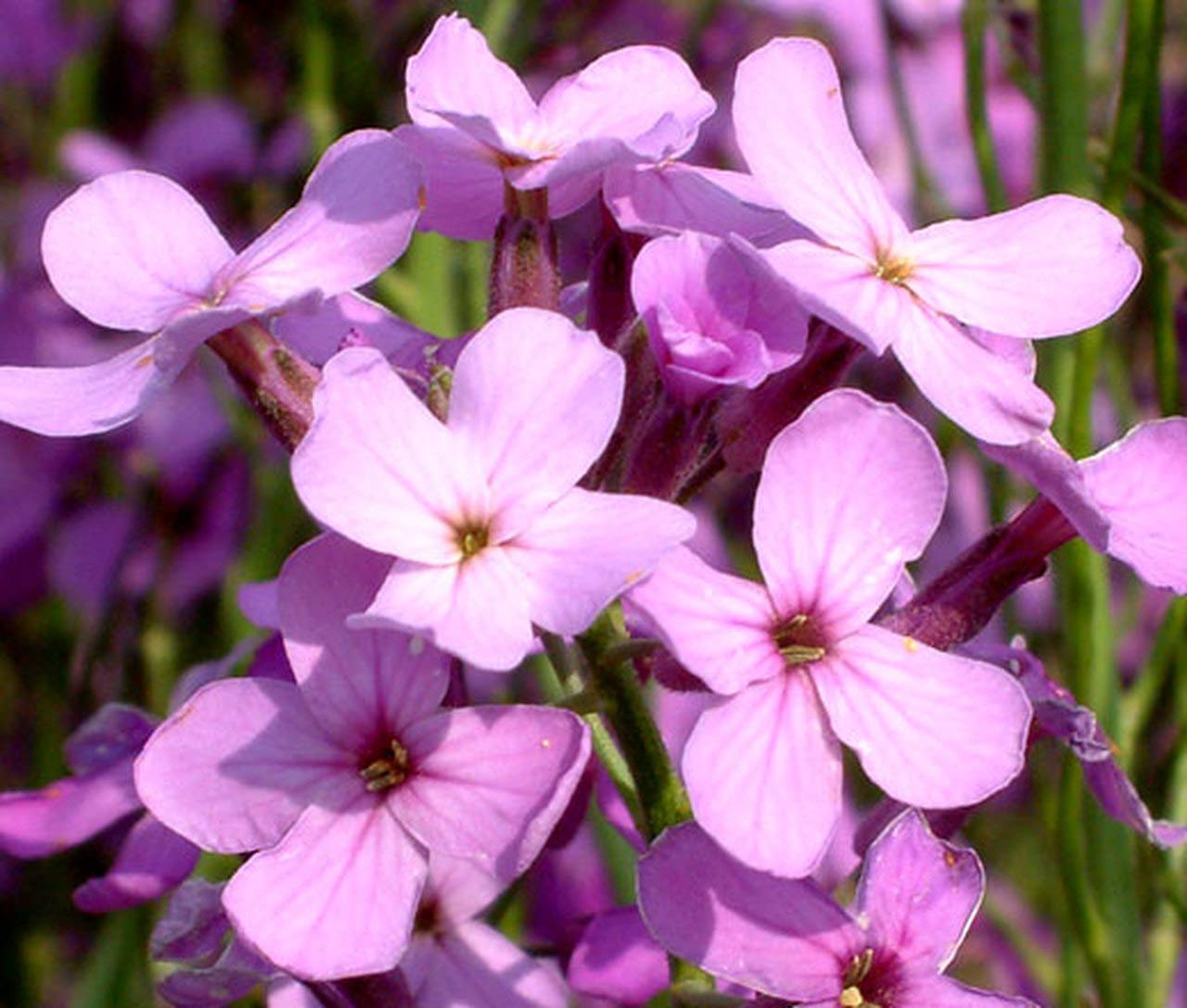 Dame's Rocket Flower Seeds (Hesperis matronalis) - 1000+ Non-GMO Heirloom Seeds per Packet by Isla's Garden Seeds - Perfect for Cottage Gardens, Pollinator-Friendly Landscapes & Cut Flower Arrangements