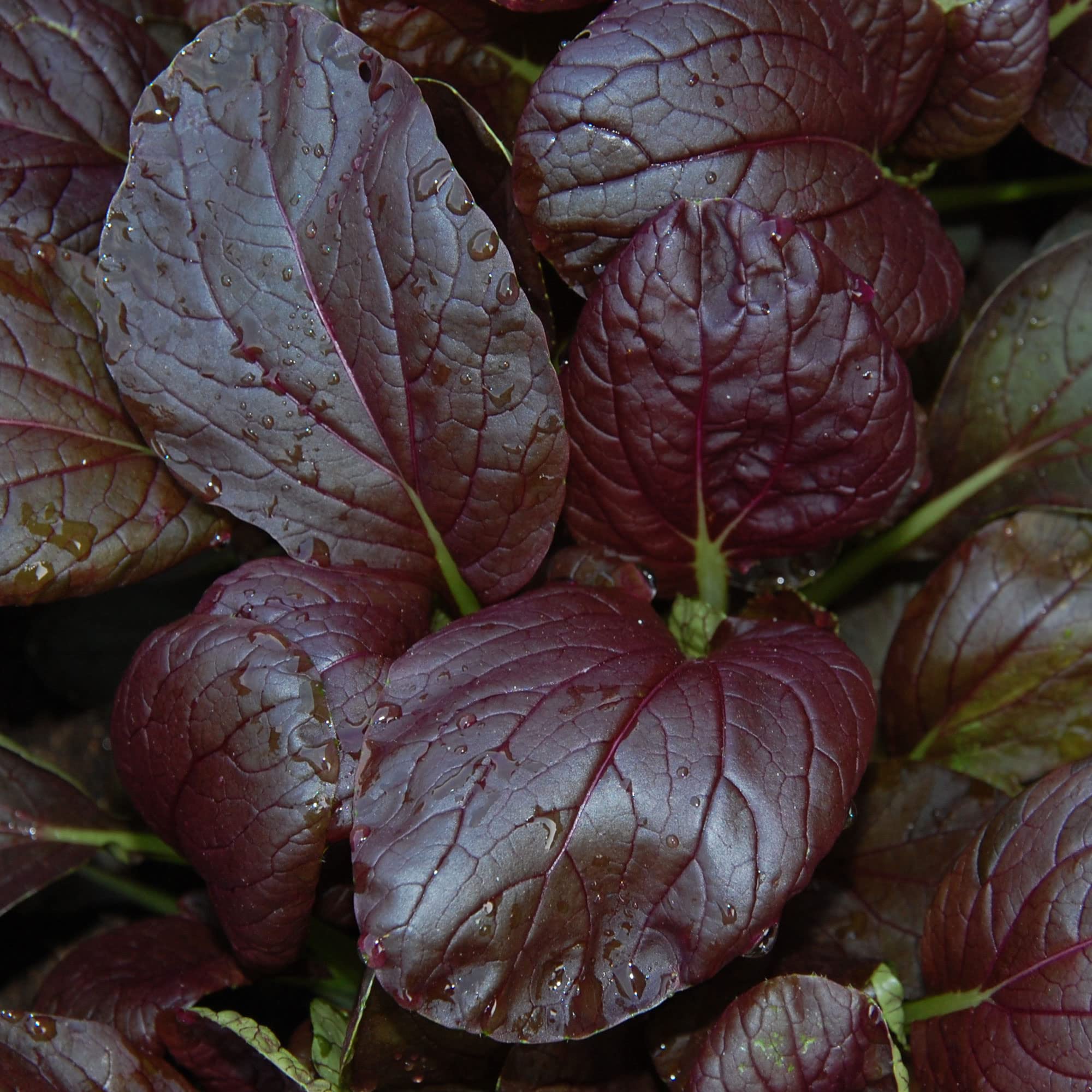 Purple Magic Epic High Pak Choi Cabbage Seeds - Non-GMO F1 Hybrid Asian Vegetable - 1 Lb Pack (~72,000 Seeds) - Perfect for Home Gardens, Urban Farming & Asian Cuisine