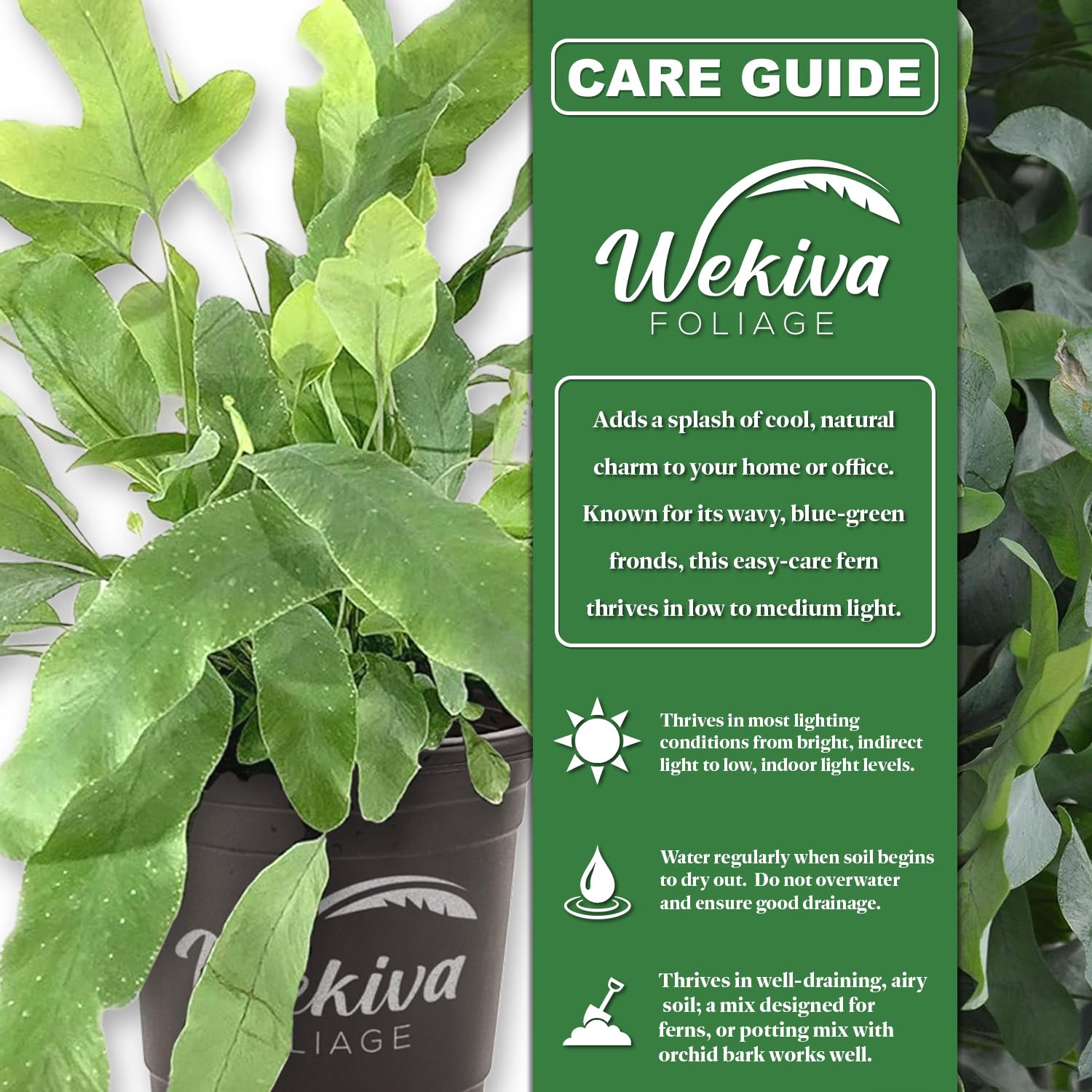 Blue Star Fern - 3 Live Plants in 4 Inch Pots - Phlebodium Aureum - Air Purifying Indoor Houseplant for Home, Office & Bathroom Decor - Easy Care Low Light Fern for Beginners