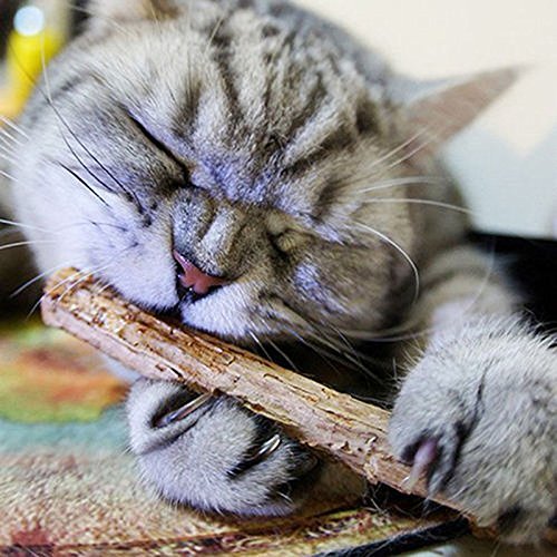 5 PCS Cat Teeth Grinding Chew Toys with Catnip - Dental Care Molar Snack Sticks for Kittens & Adult Cats - Perfect for Teething, Stress Relief and Playtime