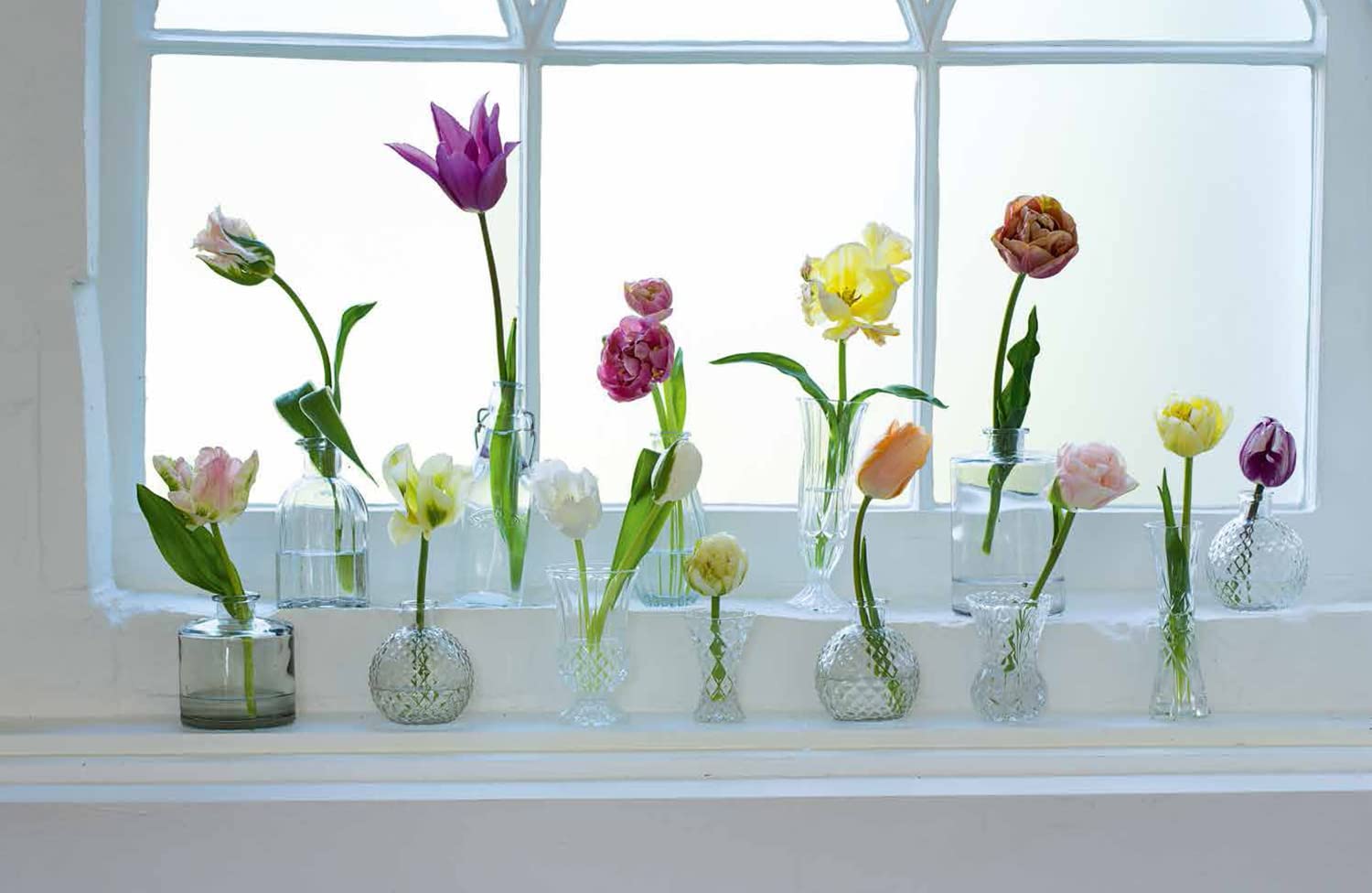 Stunning Tulip Bulbs for Sale - Premium Flower Varieties for Home & Garden Decor | Perfect for Landscaping, Bouquets & Spring Planting