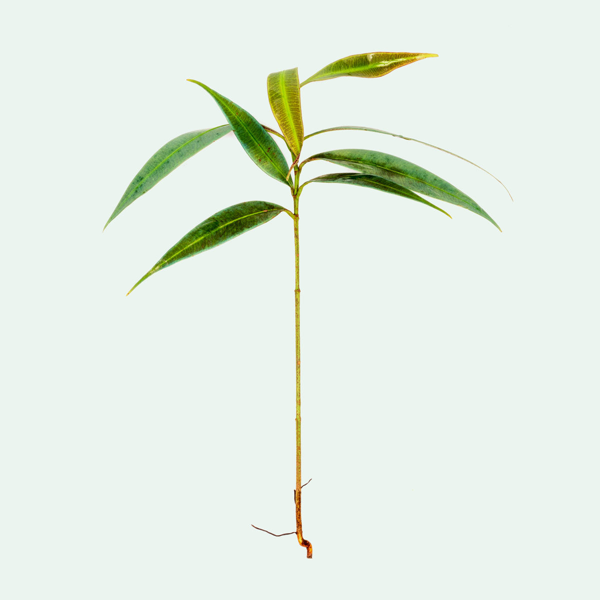 Ardisia Blue - Stunning Blue Foliage Plant for Home & Garden Decor | Perfect for Indoor Houseplants, Office Spaces & Outdoor Landscaping