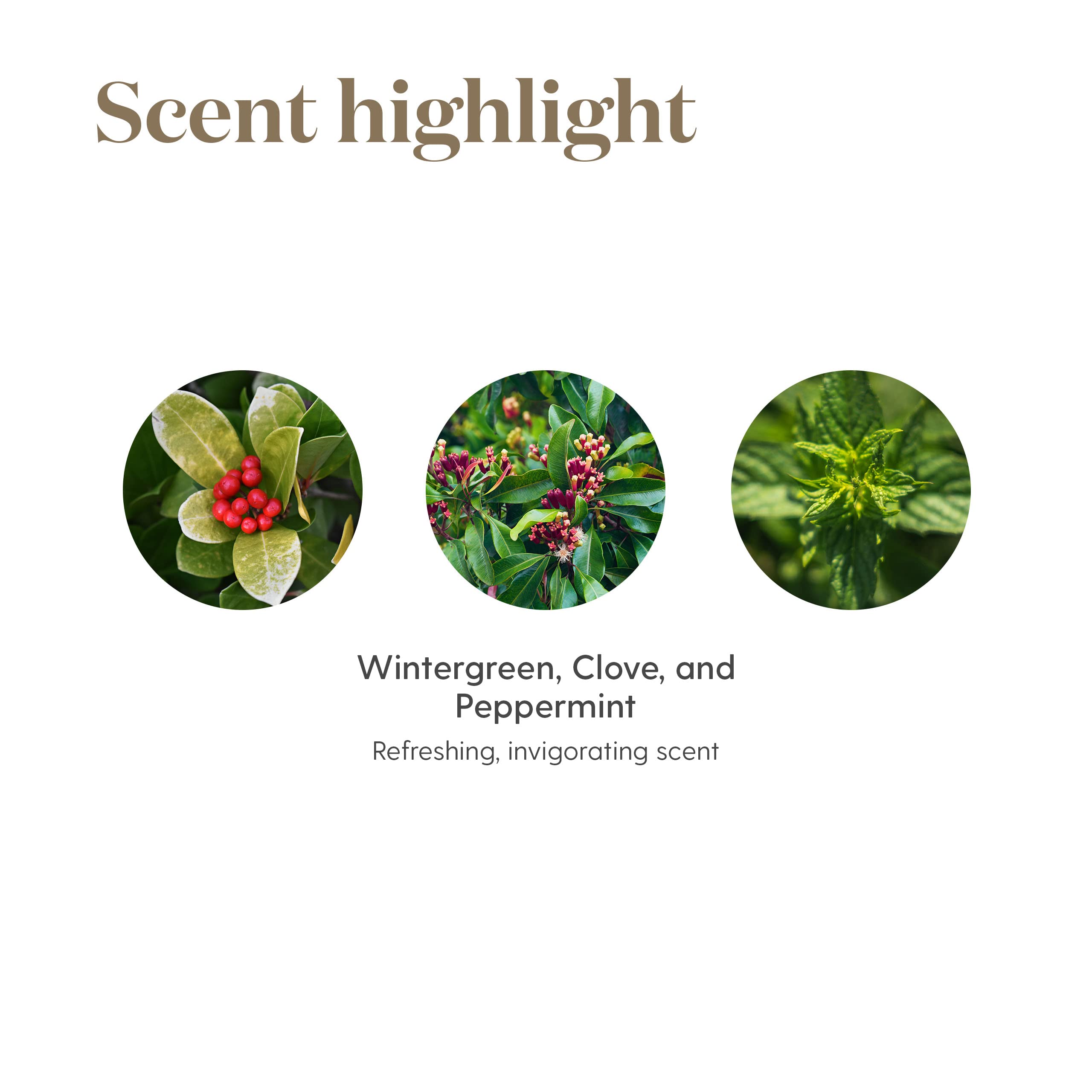 Young Living PanAway Essential Oil Blend - 15ml Clove Oil for Cooling & Soothing Relief | Travel & Camping Essential | Refreshing Aroma for Post-Workout Massage & Relaxation | Perfect for Athletes, Yoga & Outdoor Adventures