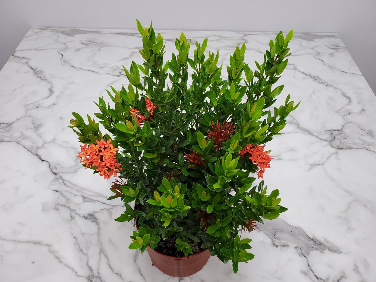 Dwarf Taiwanese Red Ixora Plants for Sale - Vibrant Tropical Flowering Shrubs for Landscaping, Gardens & Patio Decor