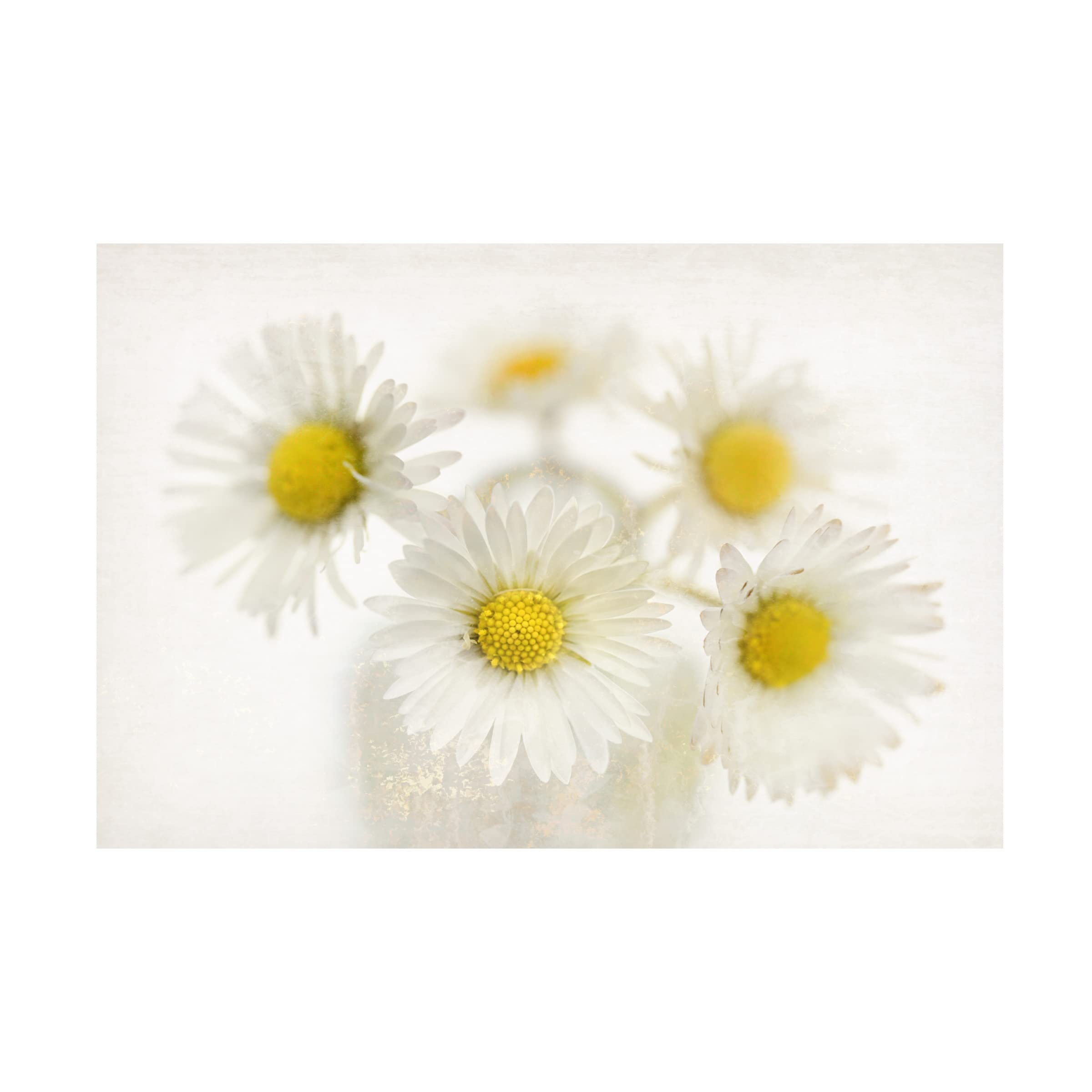 Trademark Fine Art 'Daisies' Canvas Wall Art by Cora Niele - Floral Home Decor for Living Room, Bedroom & Office