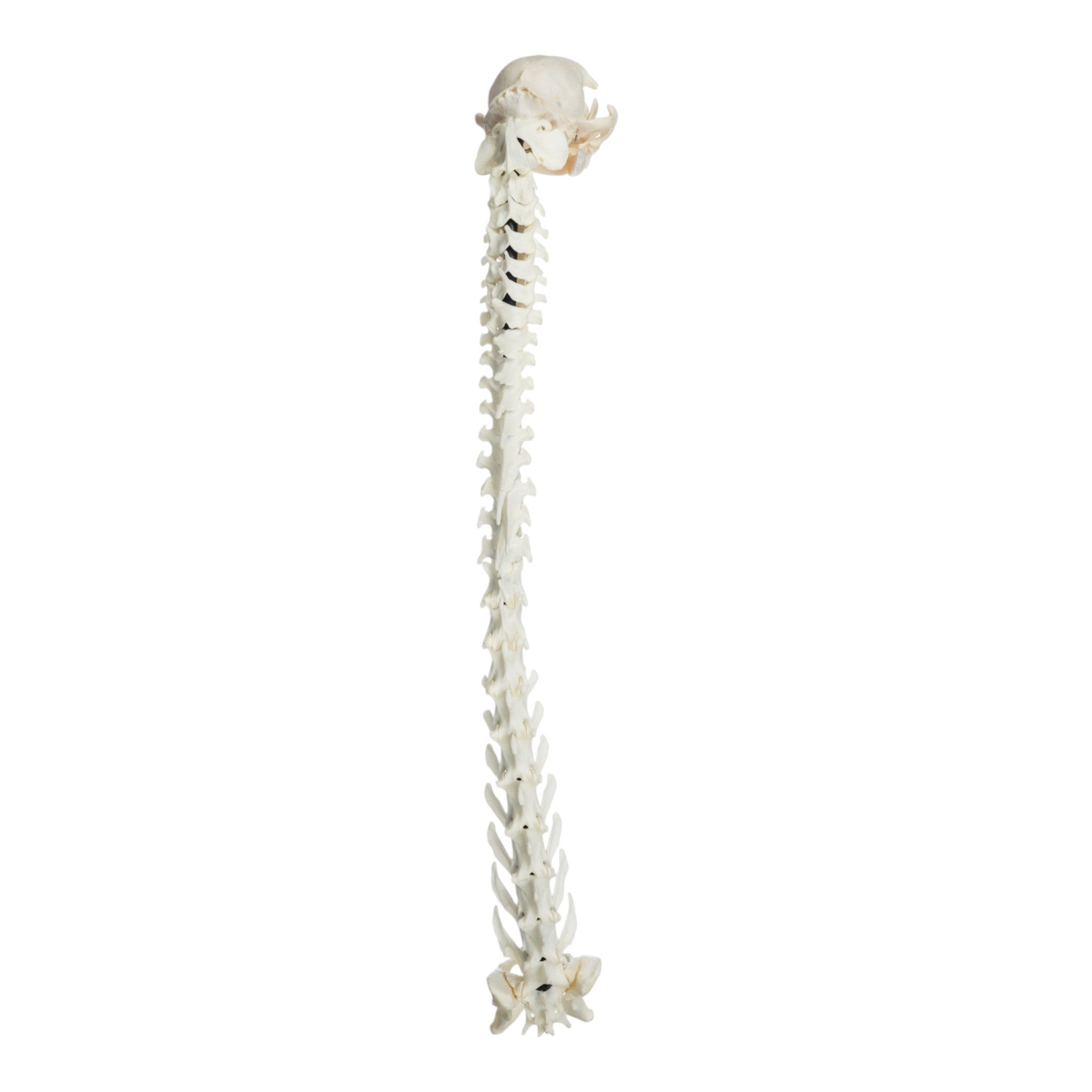 Realistic Domestic Cat Skeleton Model - Flexible Articulated Spine & Skull for Veterinary Study, Anatomy Education, and Halloween Decor
