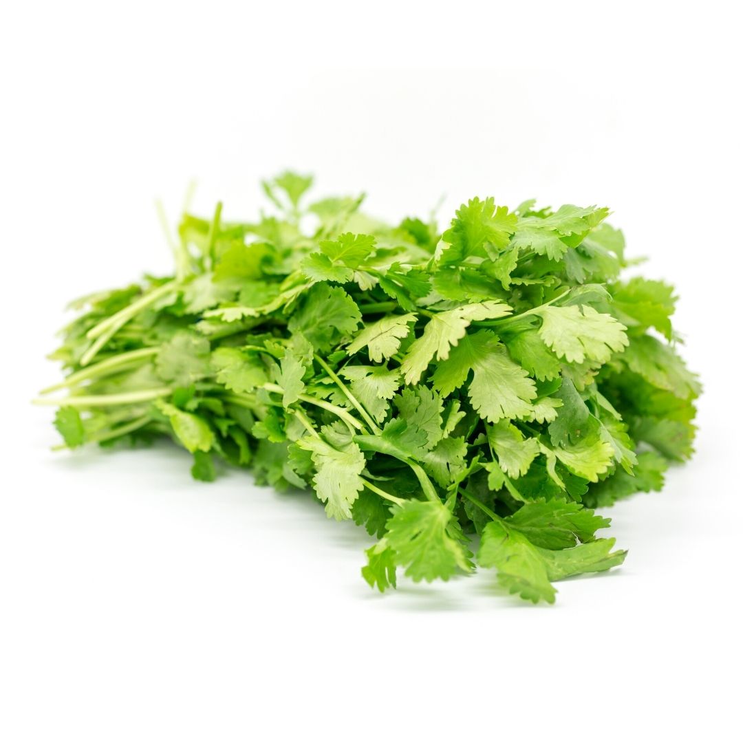 Fresh Organic Cilantro - Premium Culantro Herb for Cooking, Salsa, Guacamole & Garnishing - Perfect for Mexican, Asian & Mediterranean Cuisine