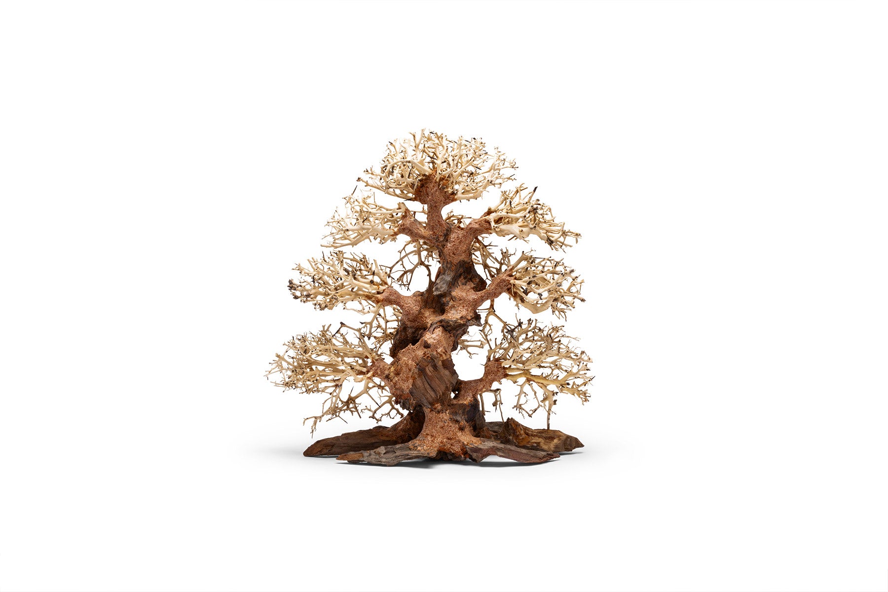 UNS Bonsai 002 - Premium Miniature Bonsai Tree for Home & Office Decor | Perfect Gift for Plant Lovers, Zen Garden & Indoor Gardening Enthusiasts