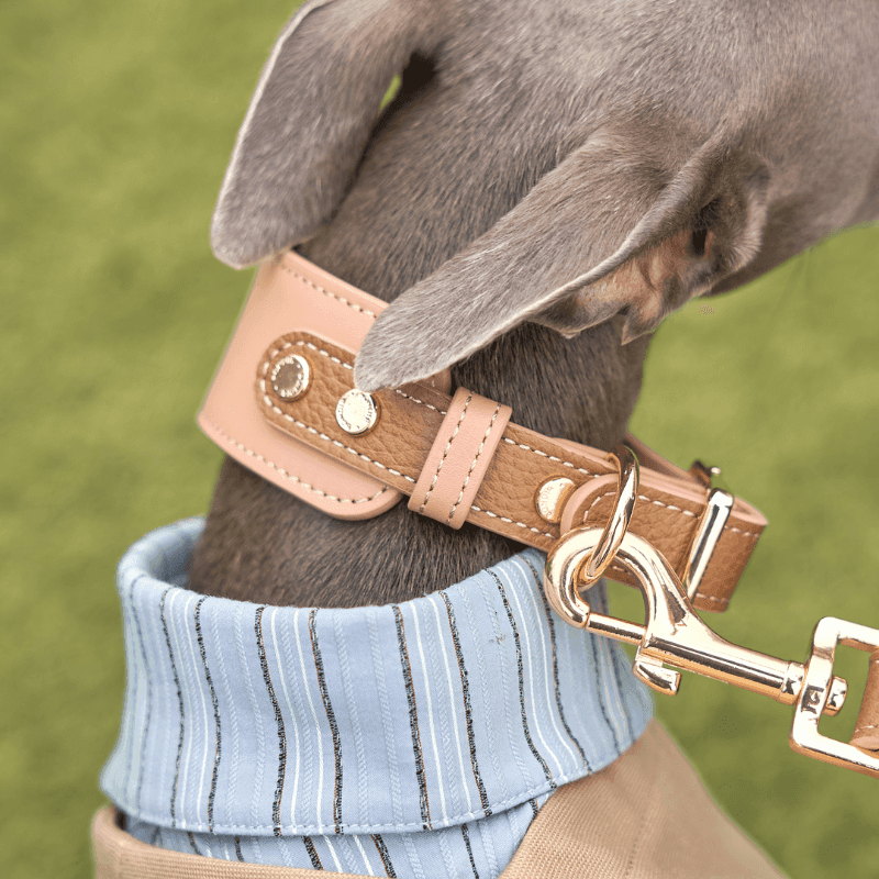 Premium Blushwood Leather Dog Collar – Adjustable, Durable & Stylish Pet Collar for Small, Medium & Large Dogs – Perfect for Daily Walks, Training & Outdoor Adventures