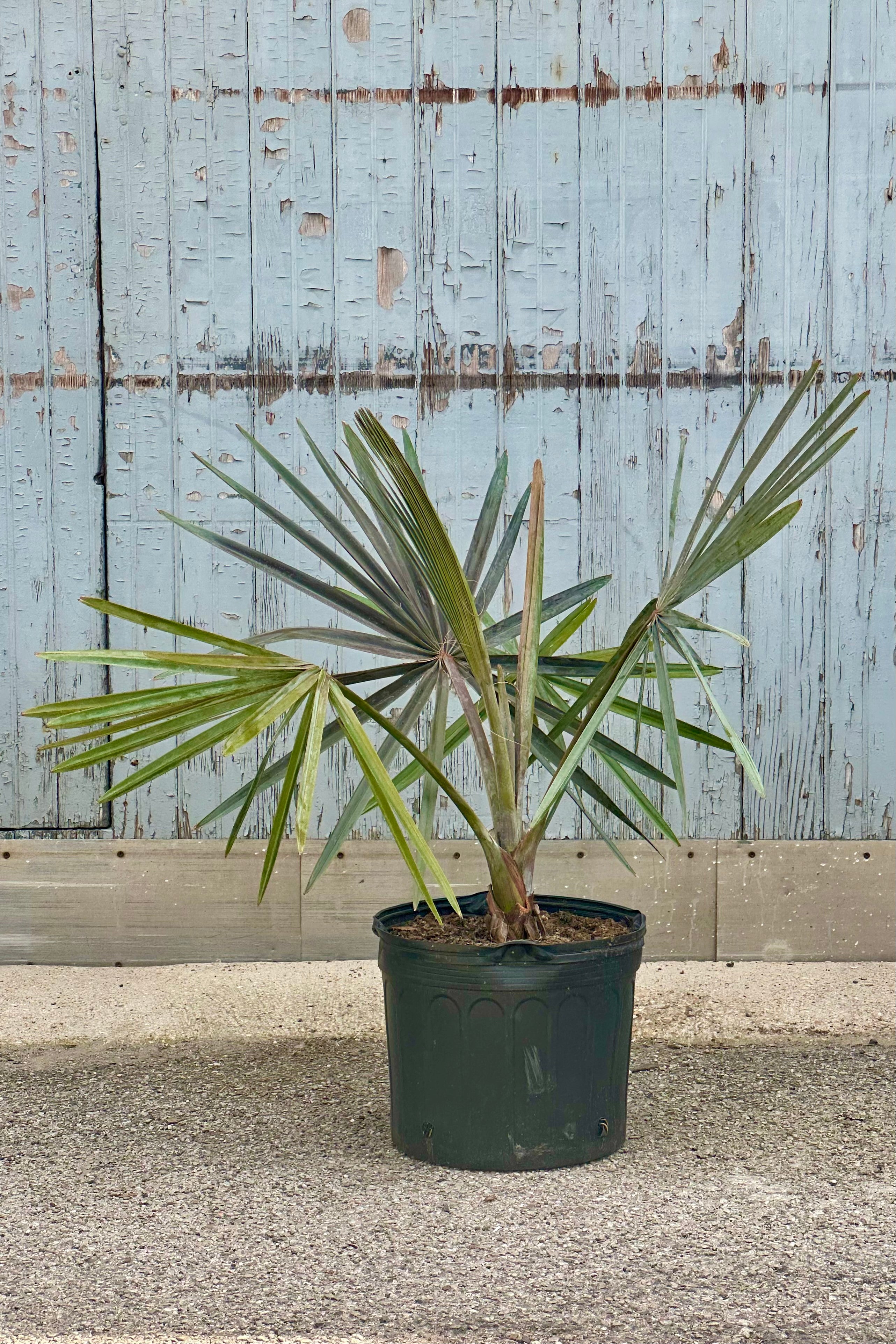 Bismarckia Nobilis Blue Fan Palm - 14