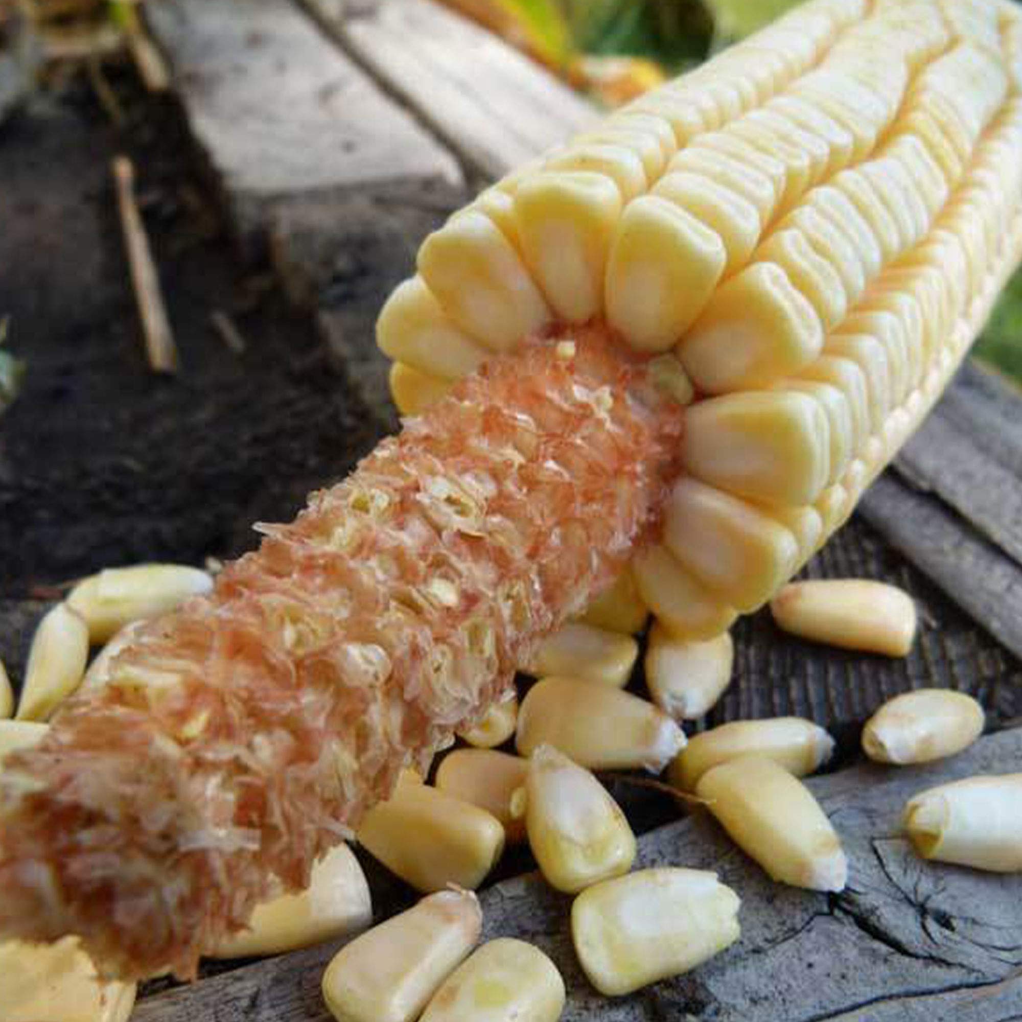 Non-GMO Heirloom Corn Seeds - 25 LB Bulk for Vegetable Gardening