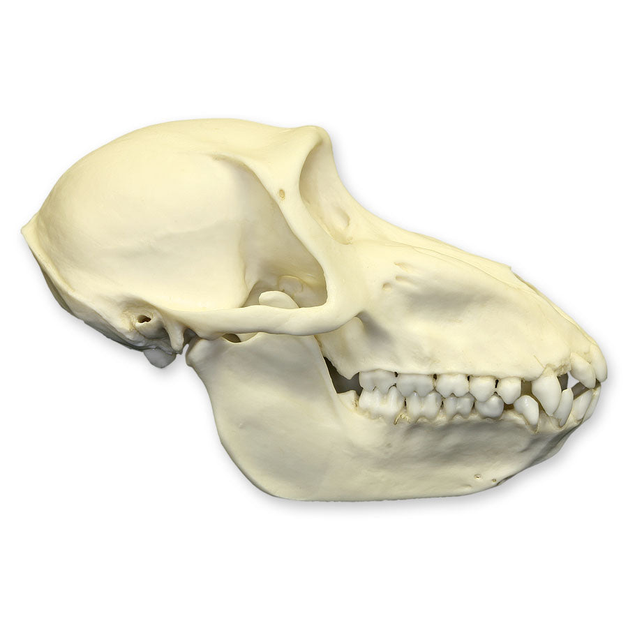 Authentic Replica Mandrill Baboon Skull - Female - Perfect for Home Decor, Educational Displays & Halloween Props