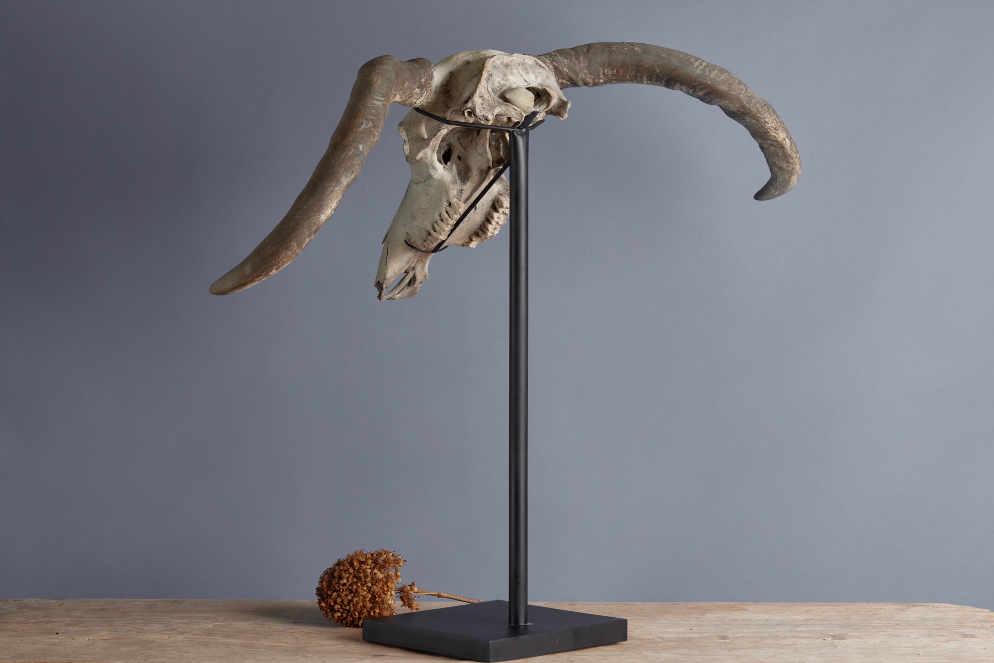 Authentic Water Buffalo Skull Wall Mount - Handcrafted Rustic Home Decor from Flores Island - Perfect for Western Decor, Hunting Lodge & Cabin Wall Art