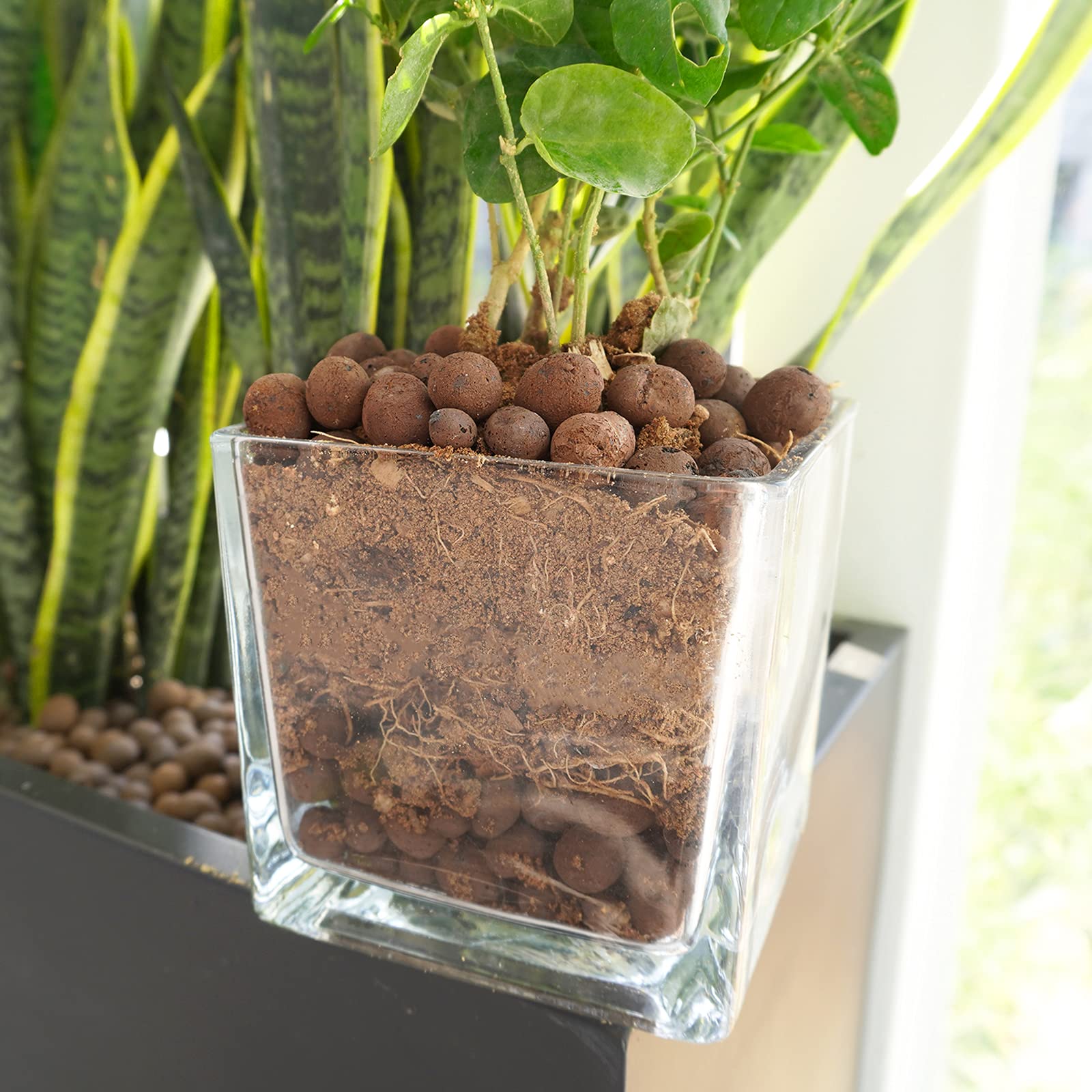 Premium Leca Expanded Clay Pebbles 2LBS - Lightweight Hydroponic Growing Media for Indoor Plants, Orchids, Herbs | Ideal for Hydroponics, Aquaponics, and Soil Aeration | Perfect for Indoor Gardening, Vertical Farms, and Plant Root Support