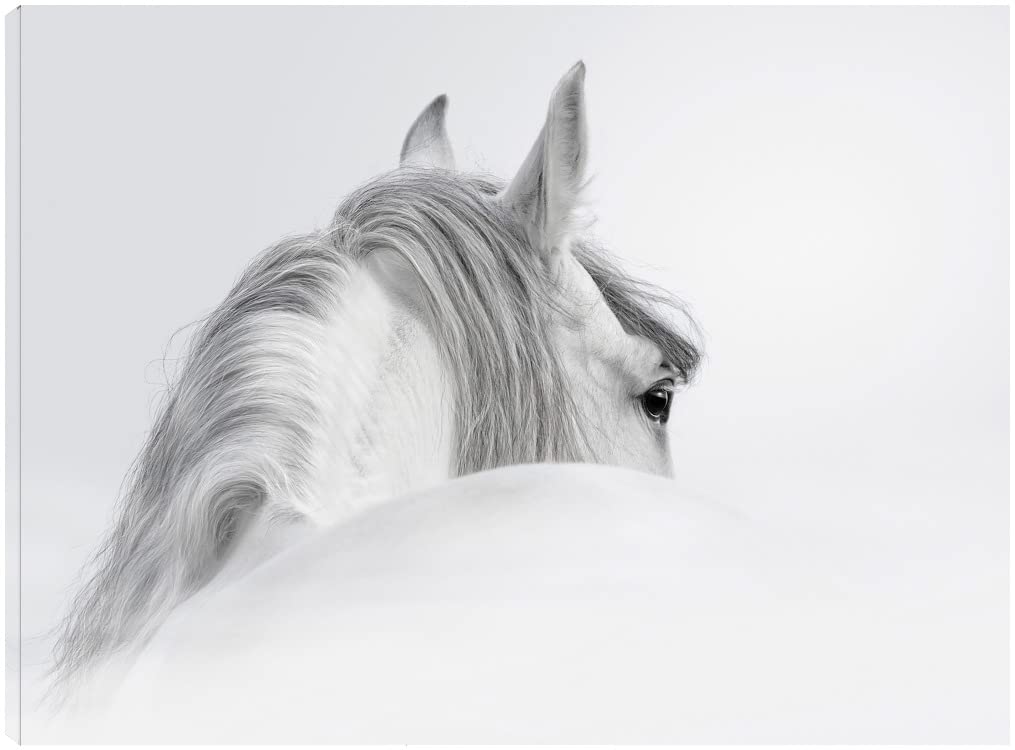 Premium White Horse Fine Art Canvas Wall Decor by Artist Incado - 46