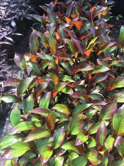 Red Abyssinian Banana Tree (Ensete maurelii) - 4 Inch Potted Tropical Plant - Cold Sensitive - Perfect for Indoor Decor & Outdoor Landscaping