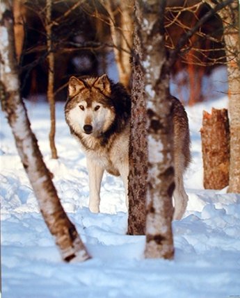 Wild Gray Wolf in Snow - Premium Animal Nature Wall Art Poster (8x10) - Perfect for Living Room, Bedroom & Office Decor