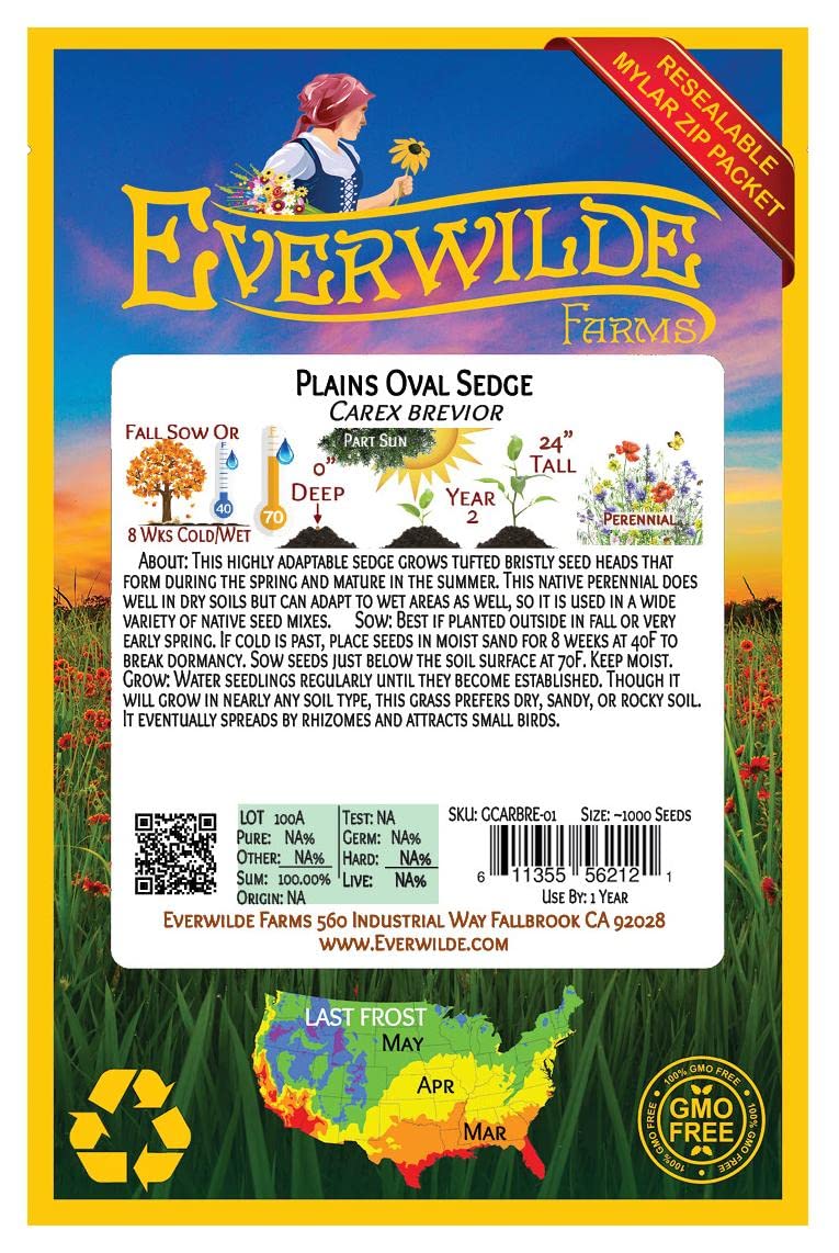 Everwilde Farms - 1000 Plains Oval Sedge Native Grass Seeds (Carex brevior) - Gold Vault Jumbo Seed Packet for Landscaping, Erosion Control & Wildlife Habitat