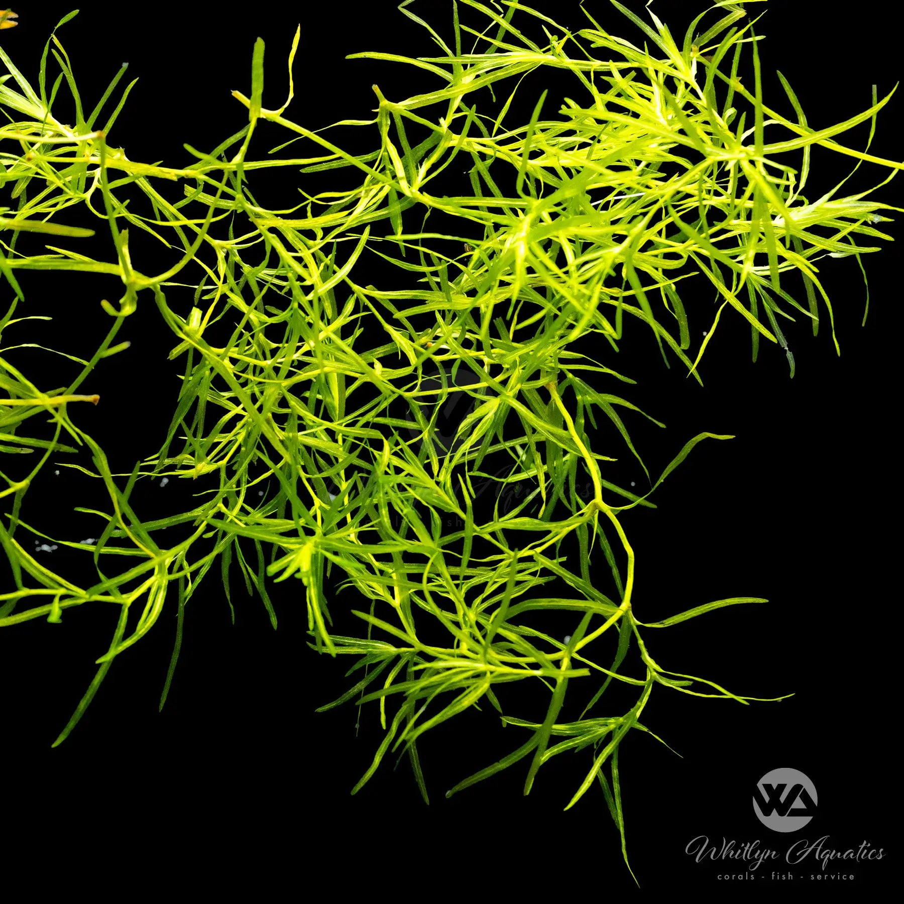 Buy Guppy Grass (Najas guadelupensis) - Live Aquatic Plant for Aquariums & Fish Tanks - Perfect for Breeding, Shrimp Habitats, and Natural Filtration