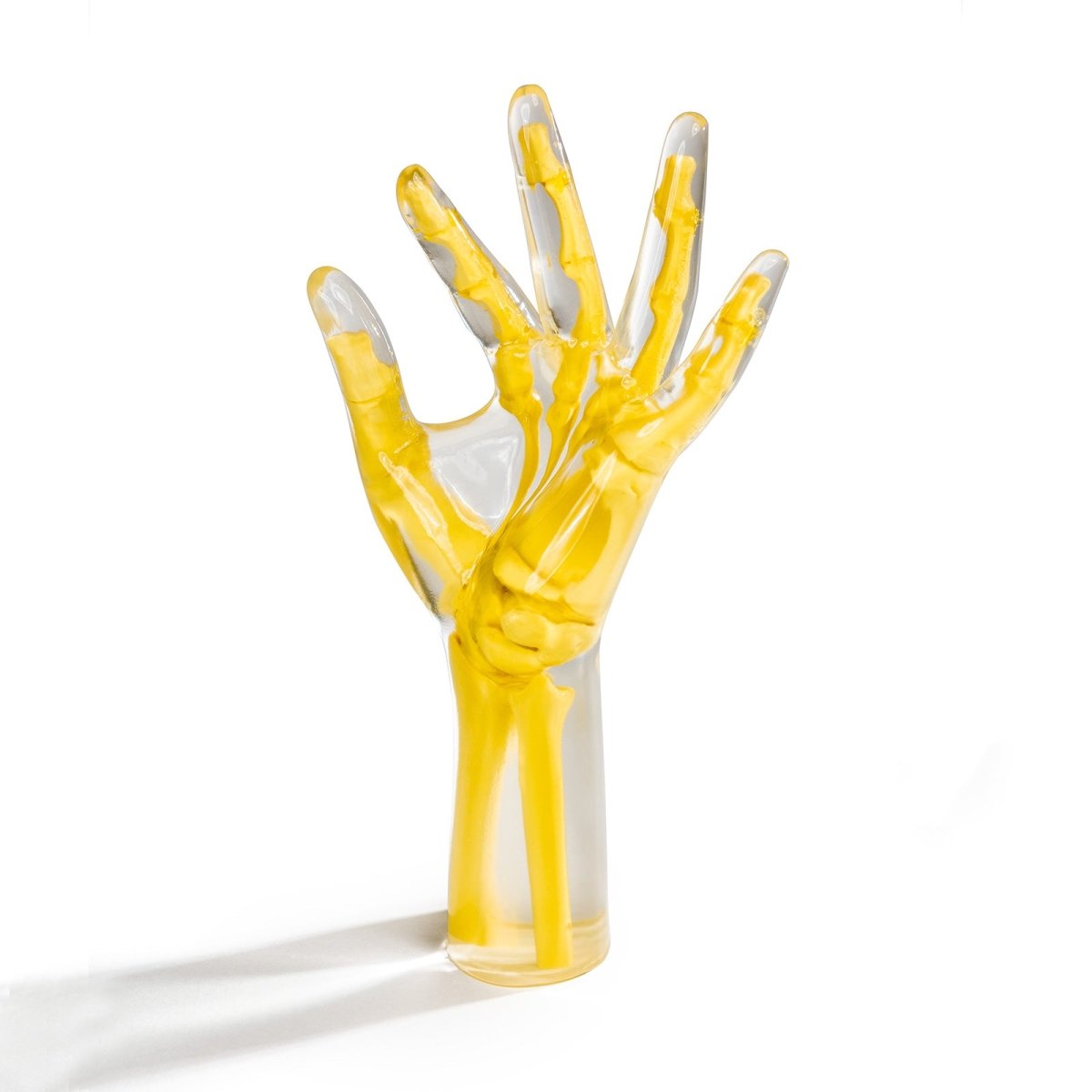 Hand & Wrist Phantom for Medical Training - Anatomically Accurate Natural Position Model for Ultrasound, MRI & CT Scan Practice - Perfect for Radiology Students & Healthcare Professionals