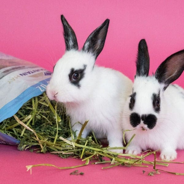 Premium Blue Mountain High Altitude Alfalfa Hay for Rabbits, Guinea Pigs & Small Pets - Nutrient-Rich Forage for Healthy Digestion - Perfect for Feeding, Treats & Habitat Bedding