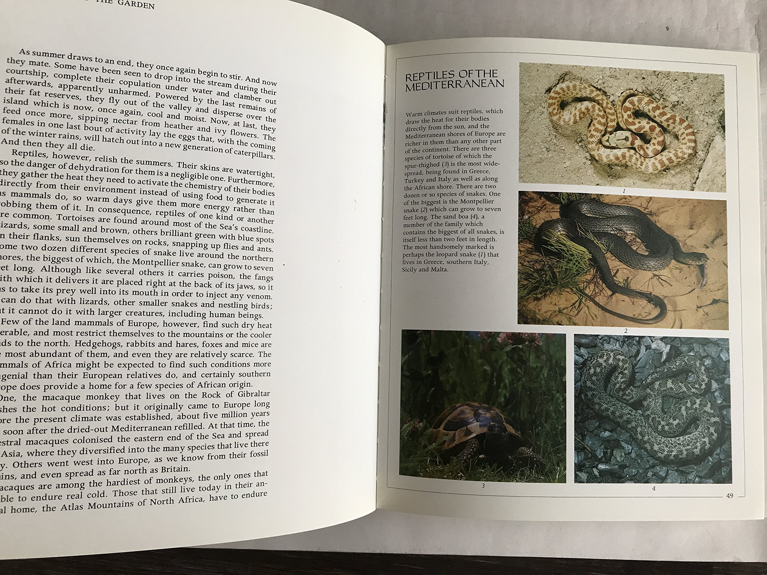 The First Eden: The Mediterranean World and Man - Explore History, Culture & Nature | Perfect for History Buffs & Travel Enthusiasts