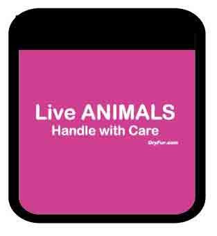 Premium Pet Carrier with Comfort Grips for Small Animals - Soft & Secure Travel Carrier for Cats & Dogs (Pink) | Ideal for Air Travel, Vet Visits & Outdoor Adventures