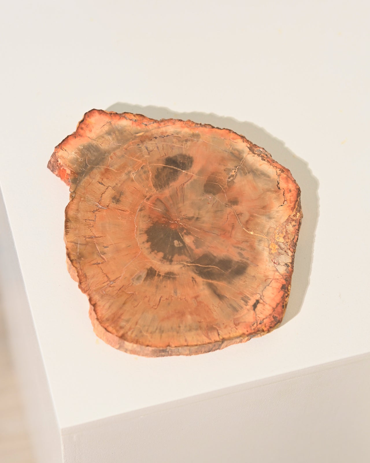 Natural Petrified Wood Slab - 5 Inch Polished Stone Display Piece for Home Decor, Office Desk, or Crystal Collection | Unique Geological Specimen & Fossilized Wood Gift