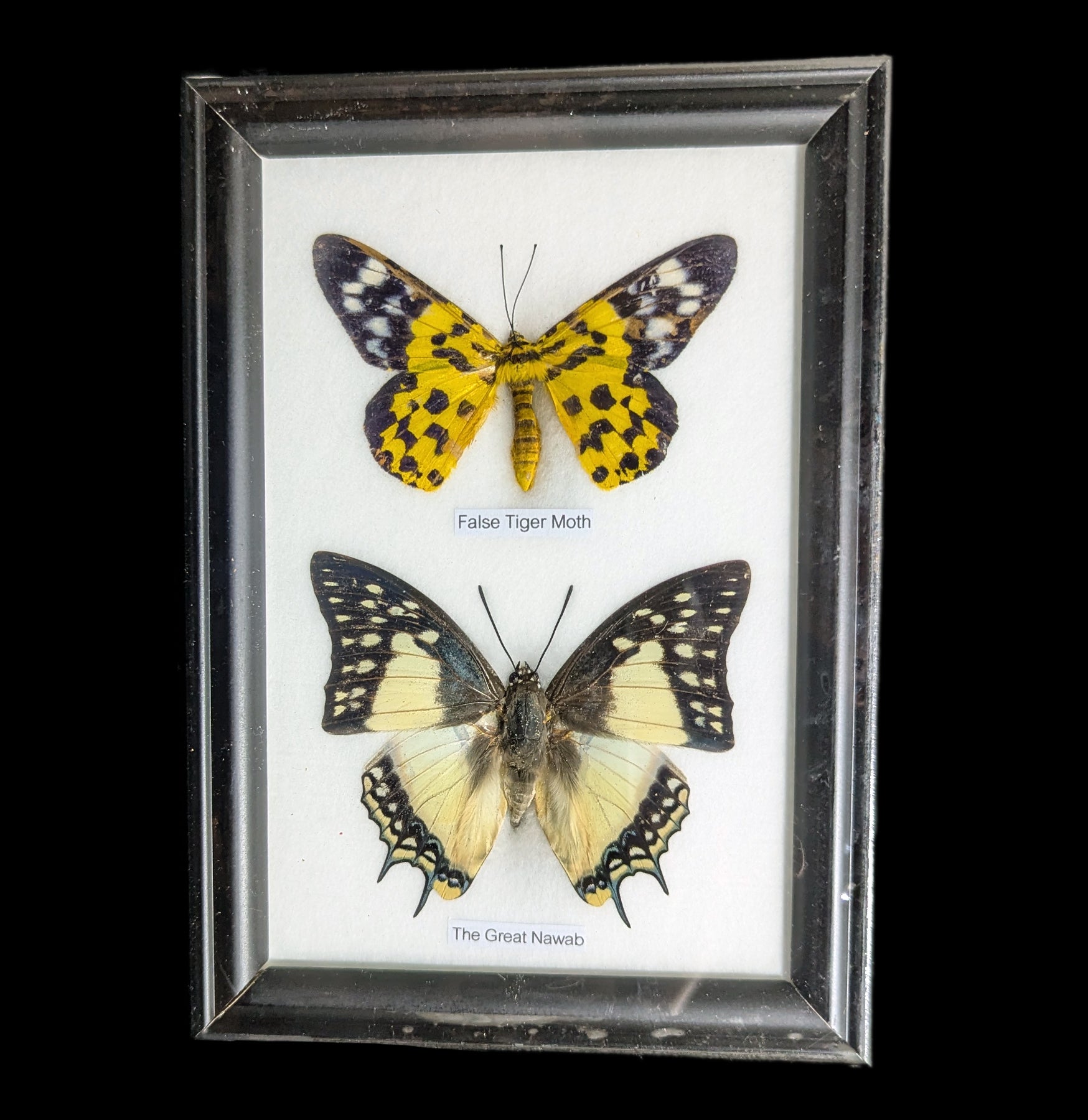 Framed Butterflies Display - Two Riker Mounted Specimens for Home Decor, Gifts & Entomology Collections | Perfect for Wall Art, Science Classrooms & Nature Lovers