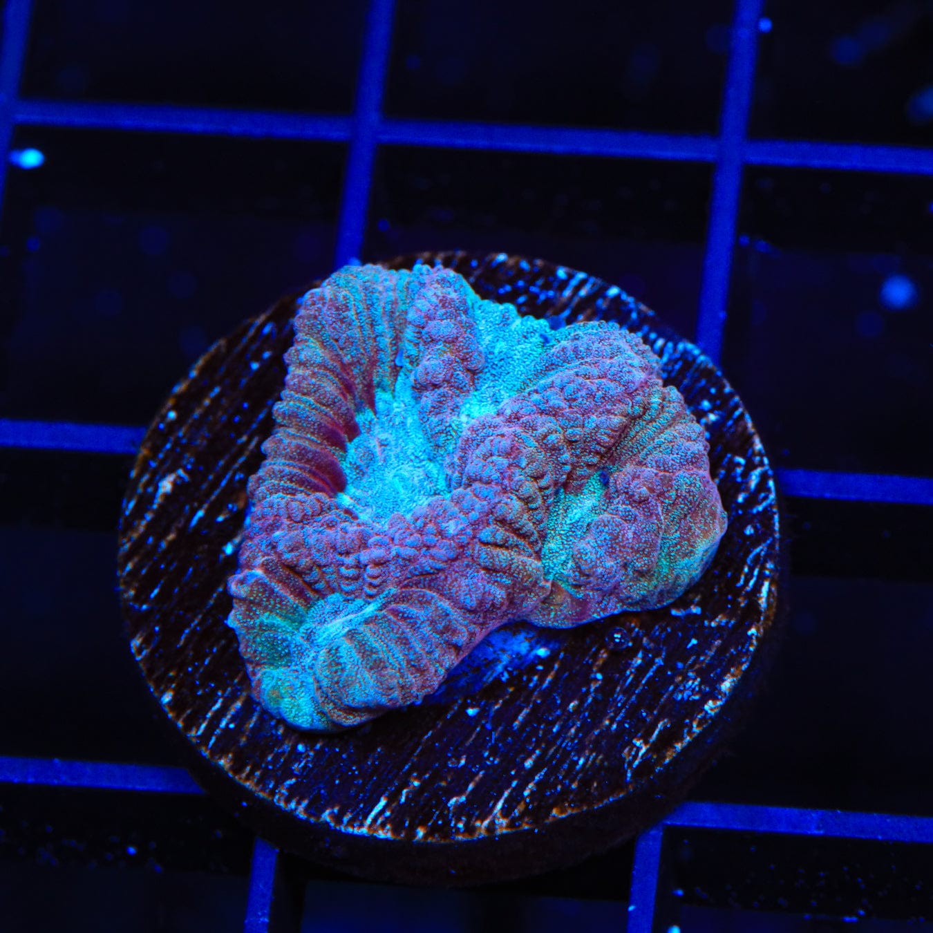 Premium Blueberry Crush Favia Coral for Saltwater Aquariums - Vibrant Marine Coral for Reef Tanks & Fish Tanks
