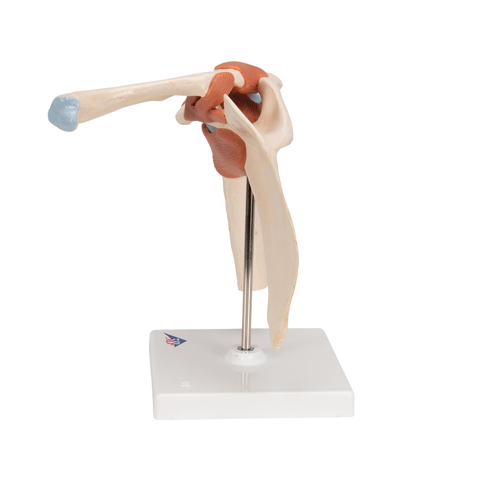 Premium Shoulder Joint Model - Anatomically Accurate Medical & Educational Tool for Students, Doctors & Physical Therapists - Perfect for Classroom, Clinic & Home Study