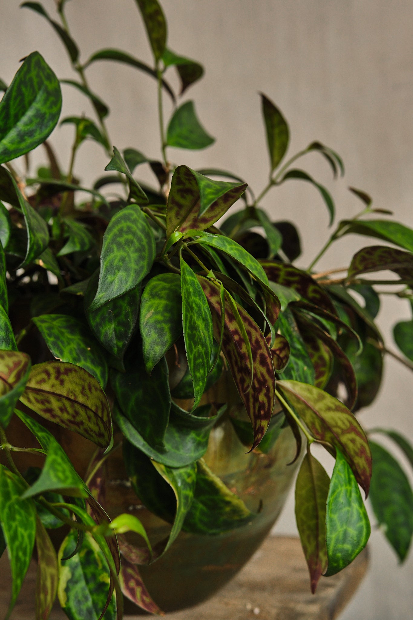 Buy Aeschynanthus Marmoratus Lipstick Plant - Rare Tropical Houseplant for Indoor Gardens & Home Decor