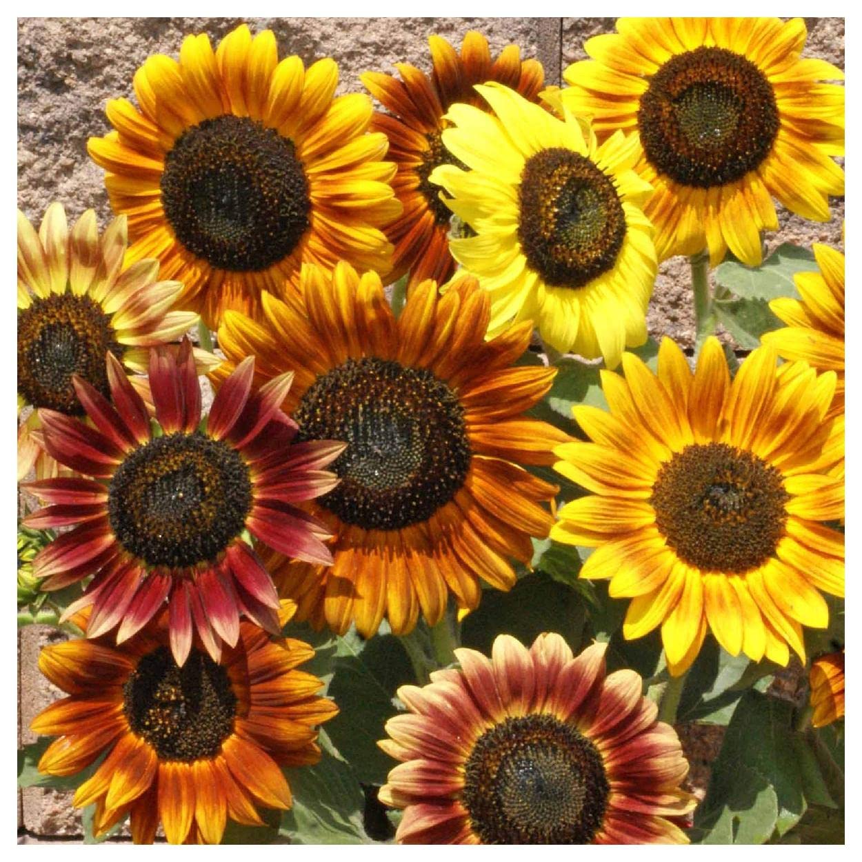 Everwilde Farms 100 Autumn Beauty Sunflower Wildflower Seeds - Gold Vault Jumbo Seed Packet for Garden Planting, Landscaping & Pollinator Gardens