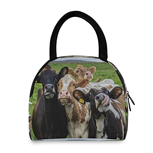 Farm Cow