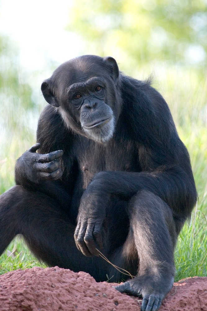 Lantern Press Chimpanzee Wall Art - 16x24 Wrapped Canvas Print for Home & Office Decor - Perfect for Living Room, Bedroom or Gift