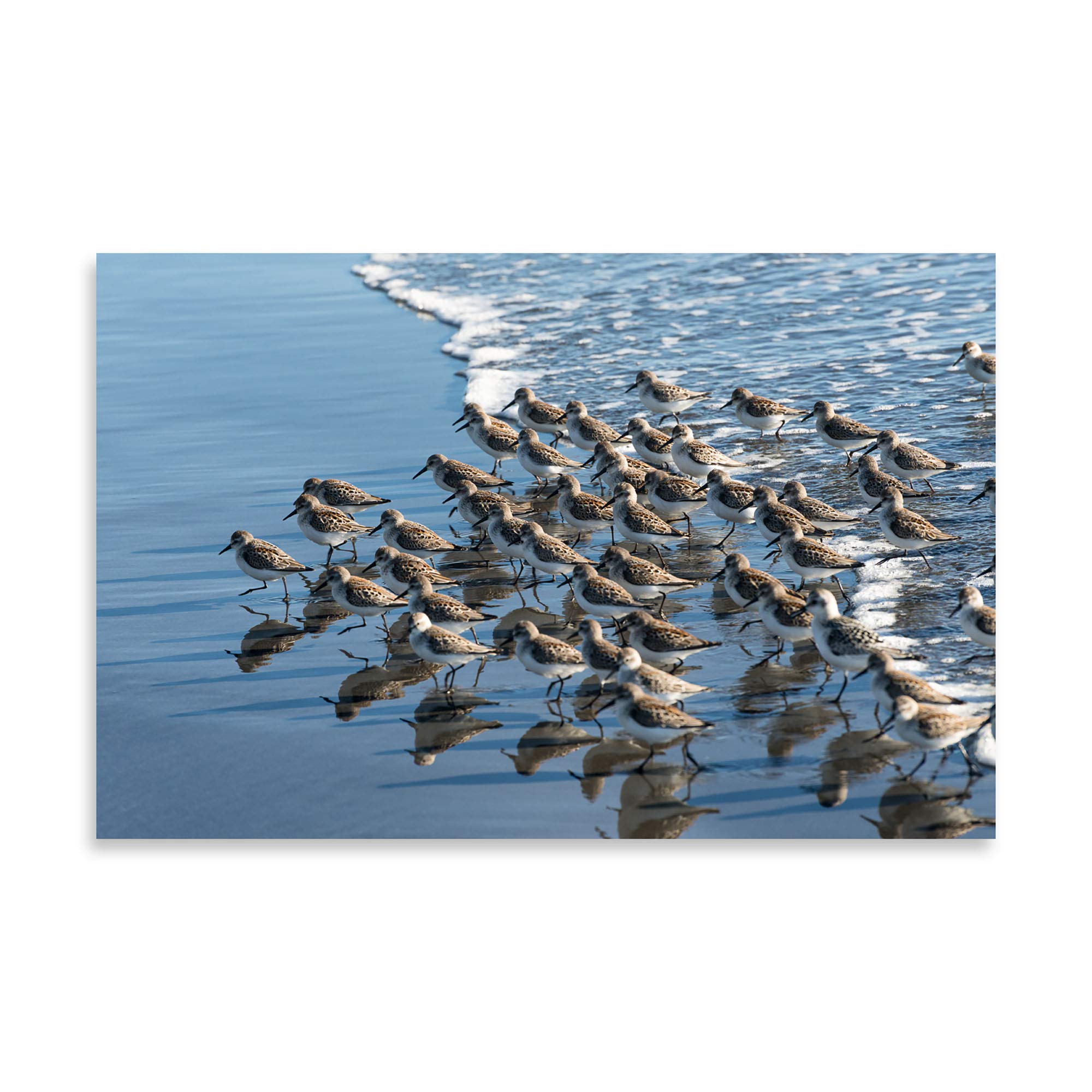 Stan Hellmann Contemporary Sandpipers at Kalaloch - 24x16in Fine Art Giclee Print on Premium Paper - Perfect for Coastal Home Decor & Beach House Wall Art