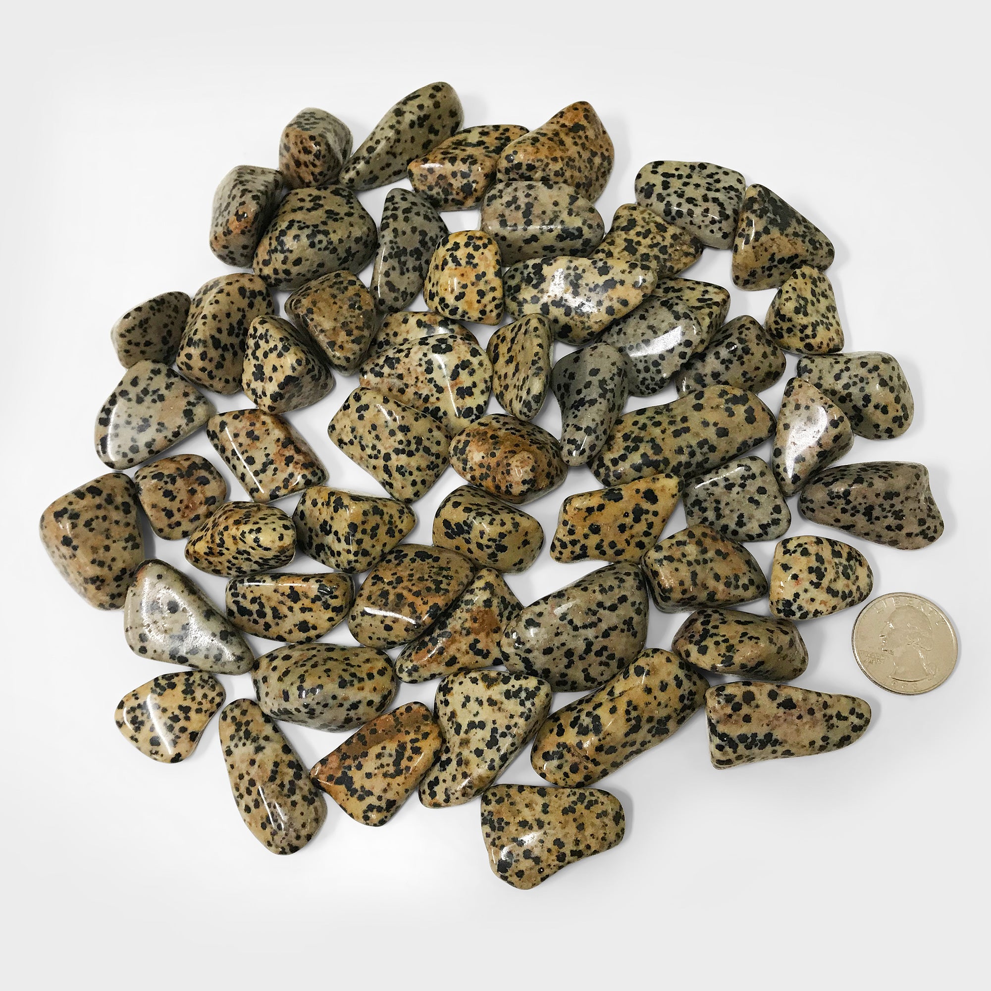 1 lb Natural Polished Dalmatian Jasper Tumbled Stones - Bulk Healing Crystals for Reiki, Meditation, Chakra Balancing & Home Decor