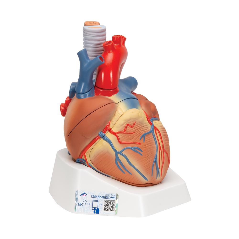 7-Part Human Heart Anatomy Model - Detailed Educational Tool for Medical Students & Biology Classrooms | Perfect for Study, Teaching & Science Demonstrations