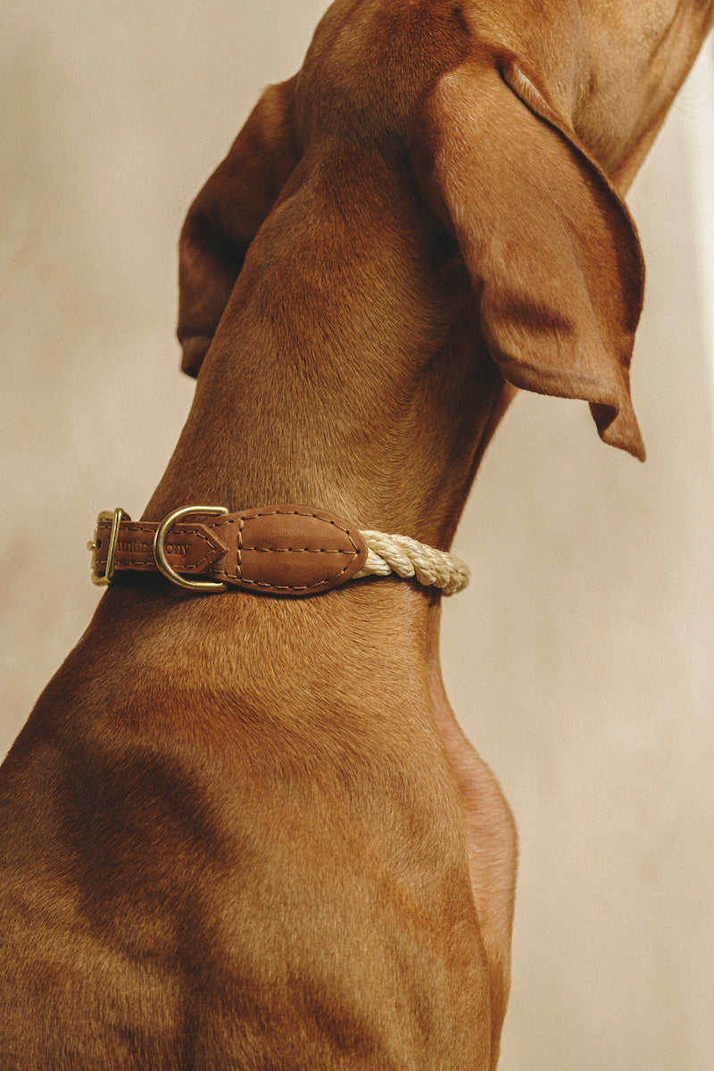 Premium Dog Walking Kit - Adjustable Country Leash & Soft Ginger Collar for Small & Medium Dogs - Perfect for Daily Walks, Hiking & Outdoor Adventures