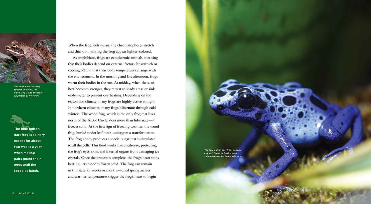 Frogs Book - ISBN 9781608182879 - Educational Wildlife Guide for Kids & Nature Enthusiasts - Perfect for Classroom Learning & Nature Exploration