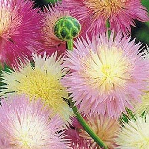Imperial Sweet Sultan Flower Seeds - 200 Count - Silky Powder Puffs with Sweet Fragrance for Gardens, Bouquets & Landscaping