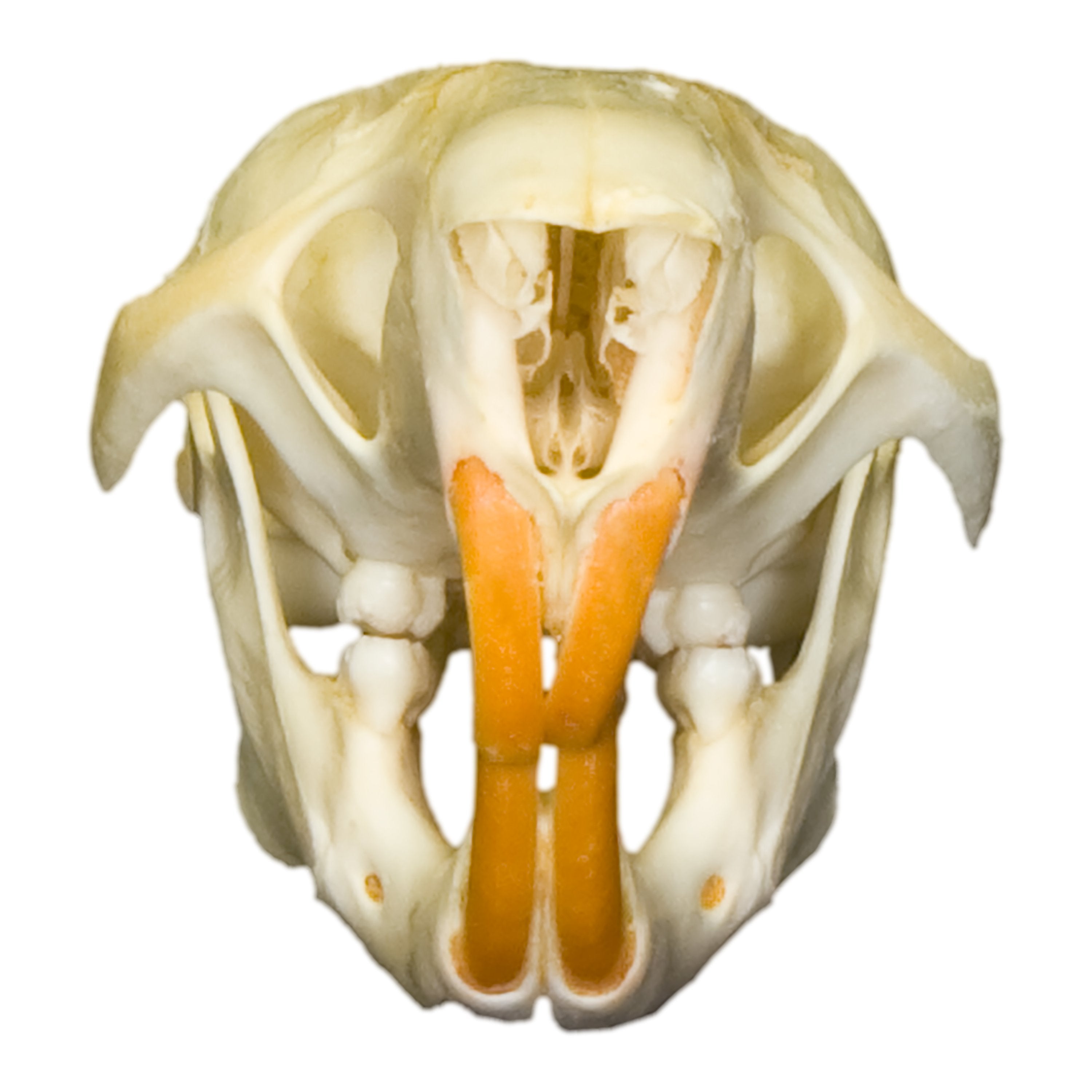 Authentic Gambian Pouched Rat Skull - Rare Collectible Specimen for Taxidermy, Oddity Cabinets & Gothic Decor